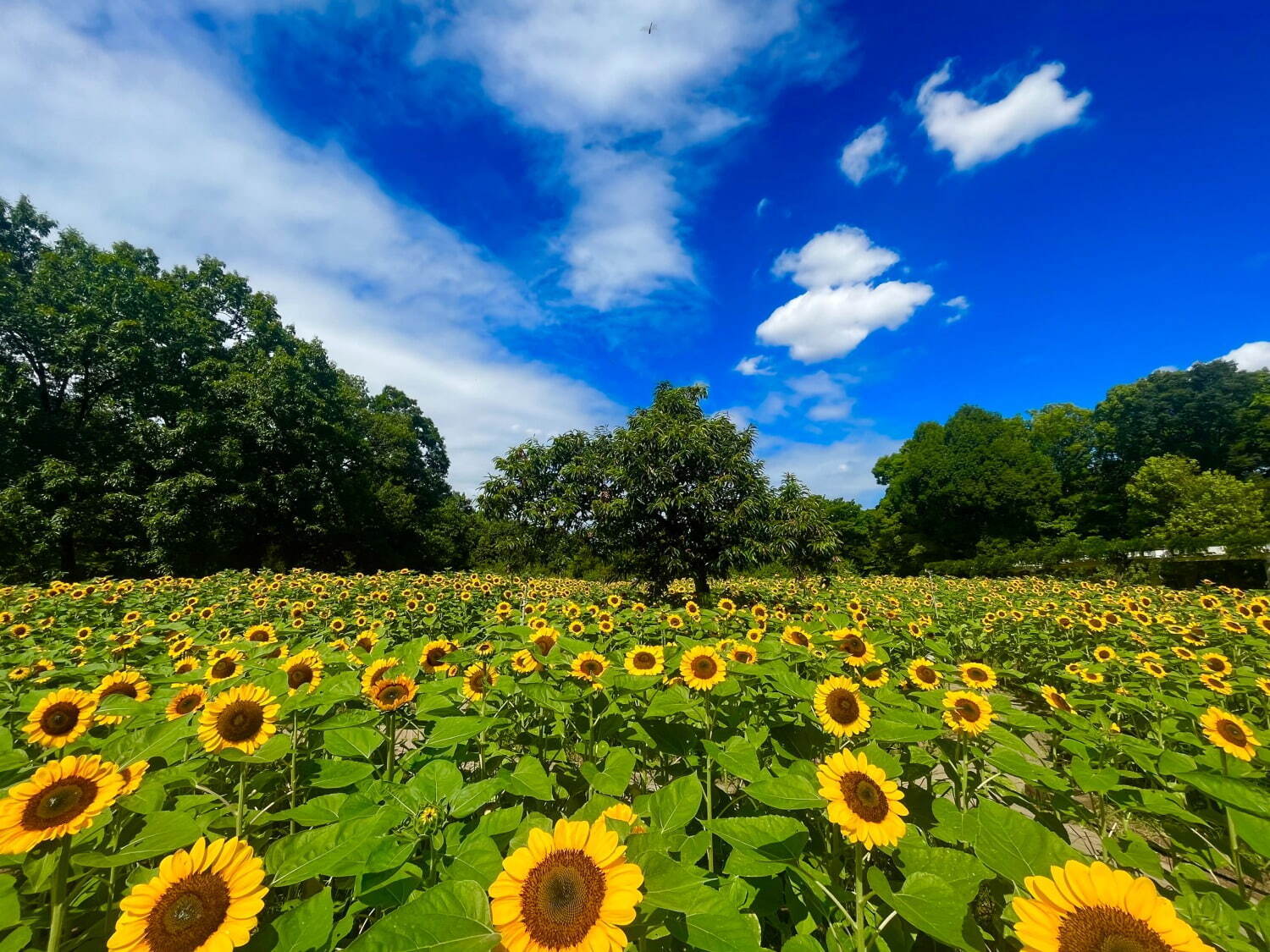 「チームラボ ボタニカルガーデン 大阪」夜の植物園で光り輝く2万株のヒマワリ｜写真7