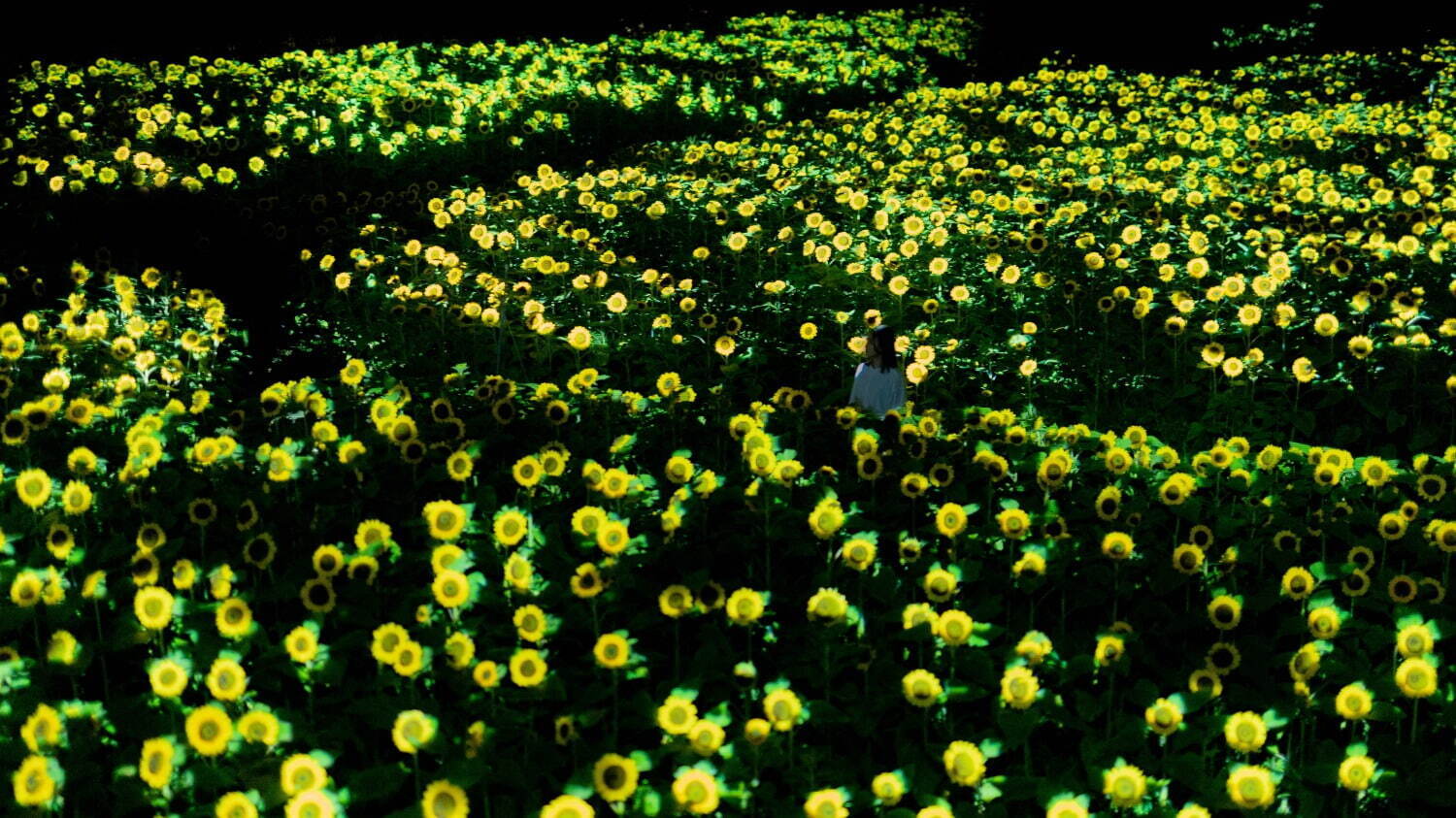 「チームラボ ボタニカルガーデン 大阪」夜の植物園で光り輝く2万株のヒマワリ｜写真6