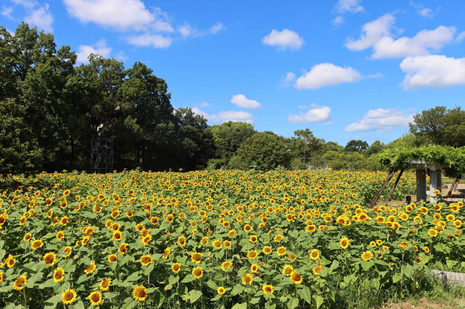 「チームラボ ボタニカルガーデン 大阪」夜の植物園で光り輝く2万株のヒマワリ｜写真8