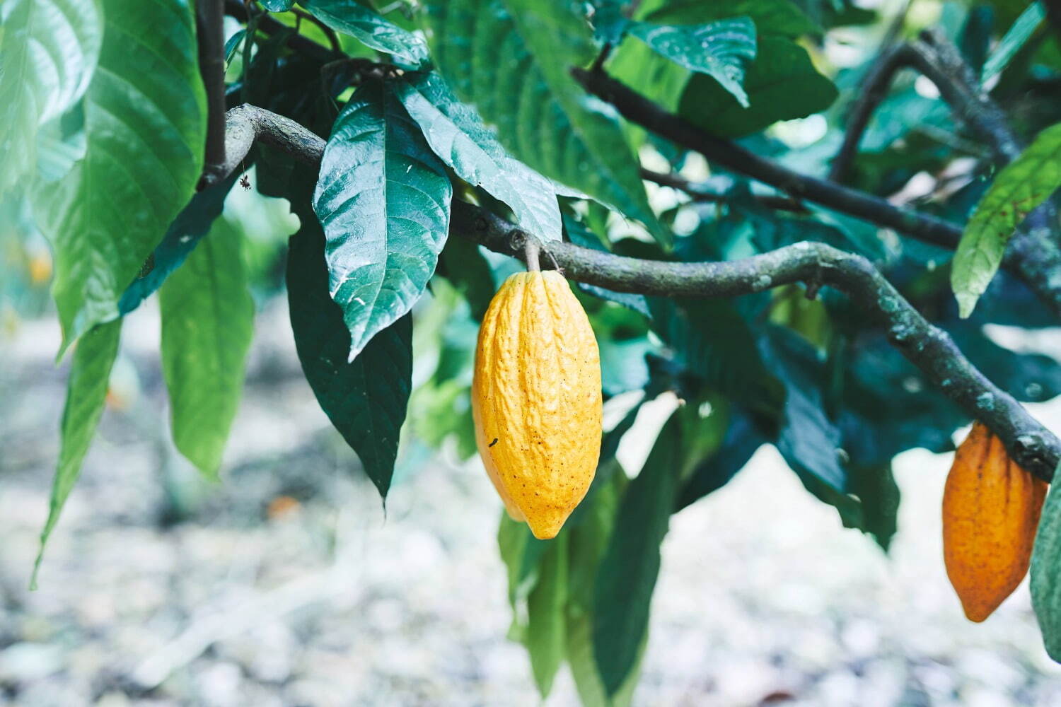 メゾンカカオ(MAISON CACAO) 生ガトーショコラ｜写真2