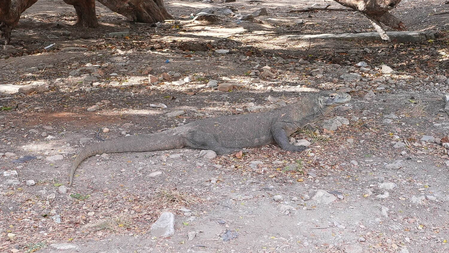 リンチャ島のコモドドラゴン観察エリアは生態系の解説もしっかりしており快適に過ごせる