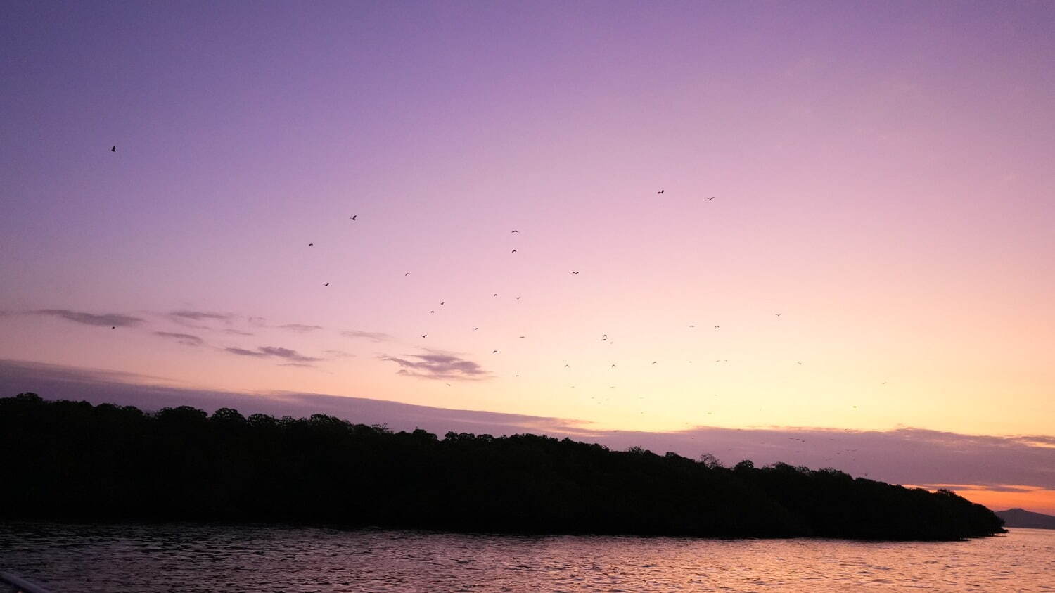 夕方になるとコウモリが一斉に飛び立つ