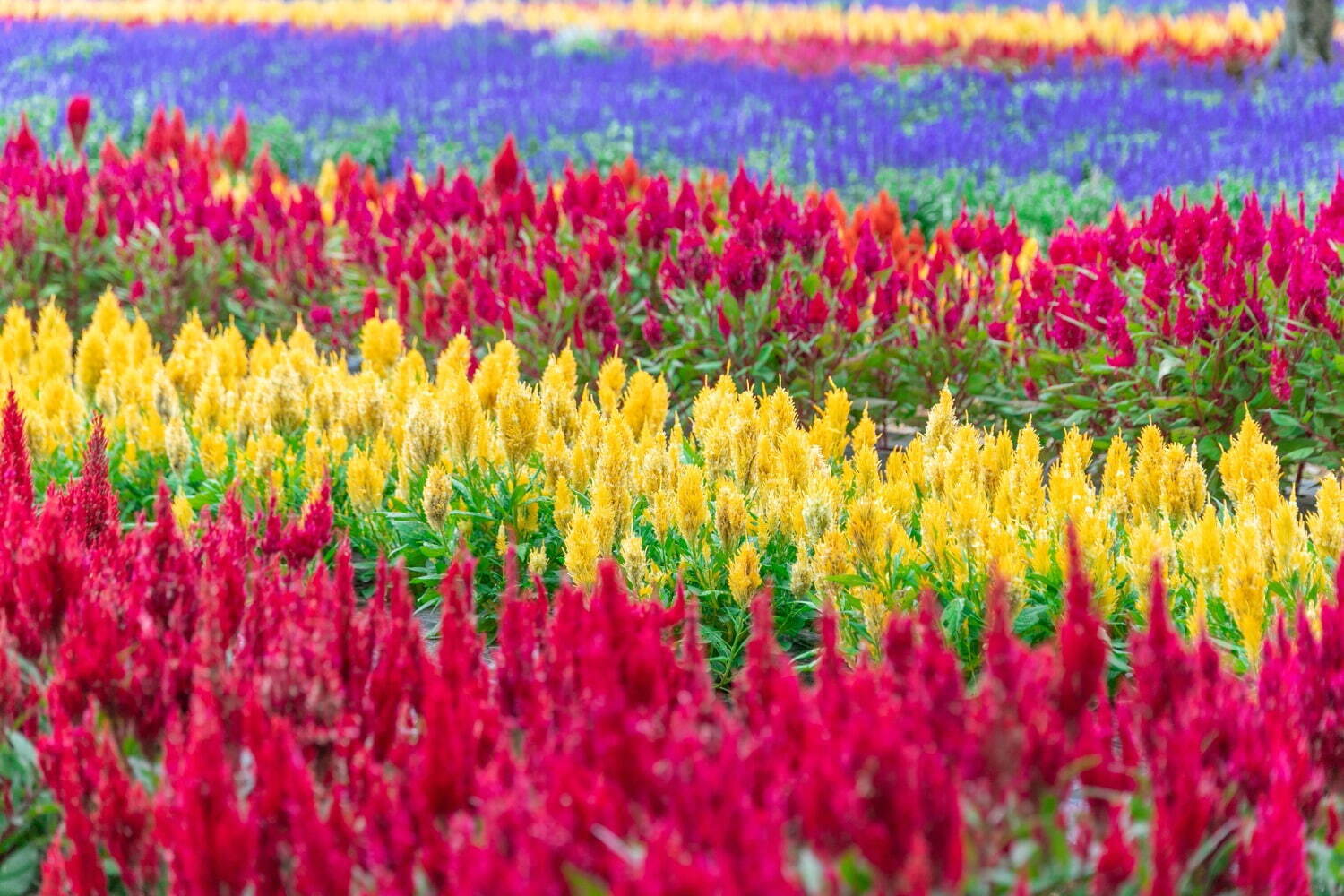 広島県世羅町「フラワーヴィレッジ 花夢の里」見頃迎えたコキアやコスモスが織りなす花々の絶景｜写真3