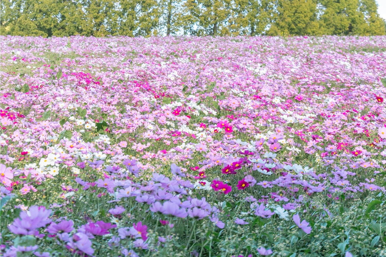 広島県世羅町「フラワーヴィレッジ 花夢の里」見頃迎えたコキアやコスモスが織りなす花々の絶景｜写真2