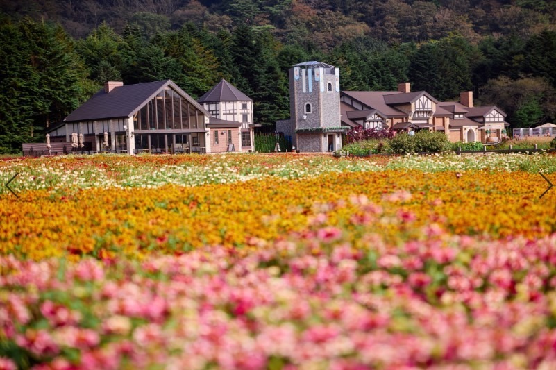 山梨・富士本栖湖リゾート「虹の花まつり」15品種約8万株、色彩豊かな花々と富士山の競演｜写真4