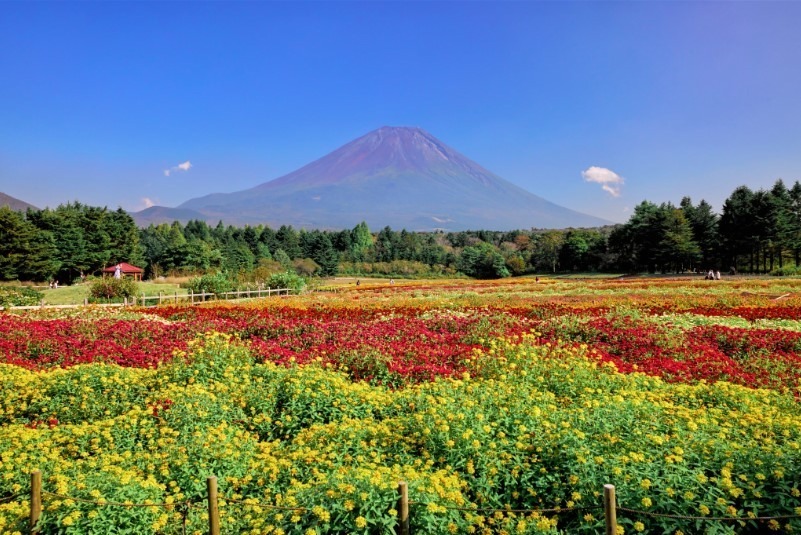 山梨・富士本栖湖リゾート「虹の花まつり」15品種約8万株、色彩豊かな花々と富士山の競演｜写真2