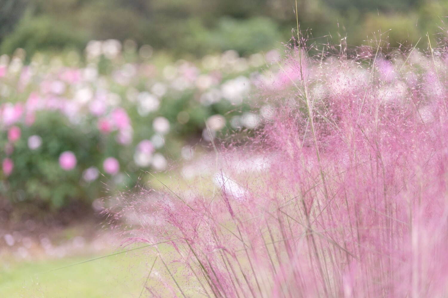 広島・世羅の世羅高原花の森で「秋ローズと花のガーデン」様々なイングリッシュローズや秋の花が開花｜写真8