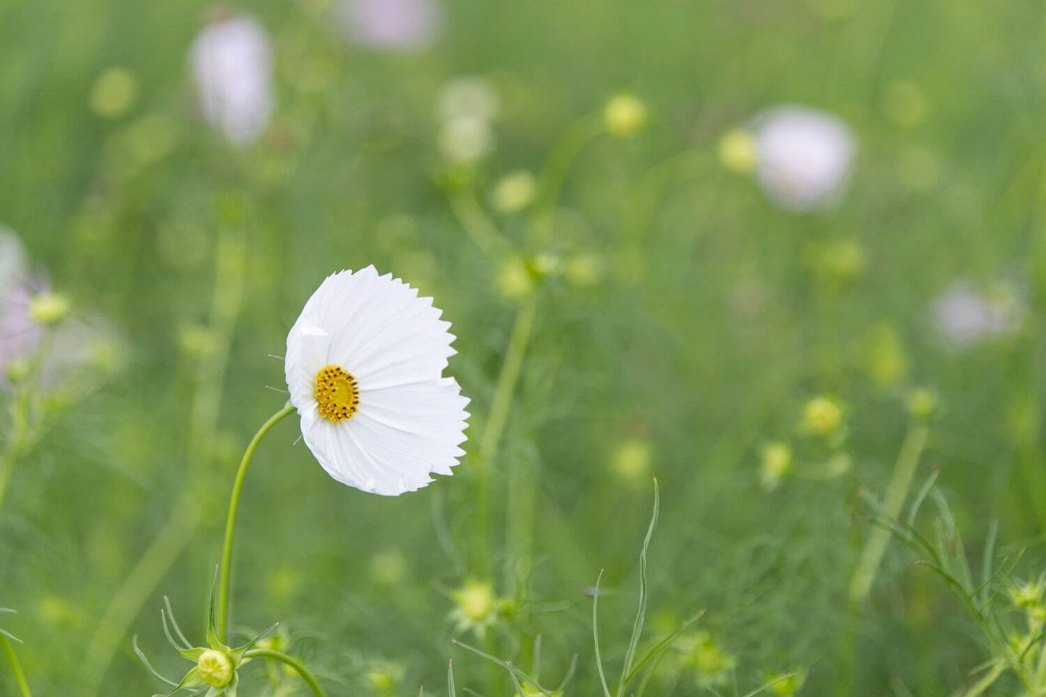 広島・世羅の世羅高原花の森で「秋ローズと花のガーデン」様々なイングリッシュローズや秋の花が開花｜写真3