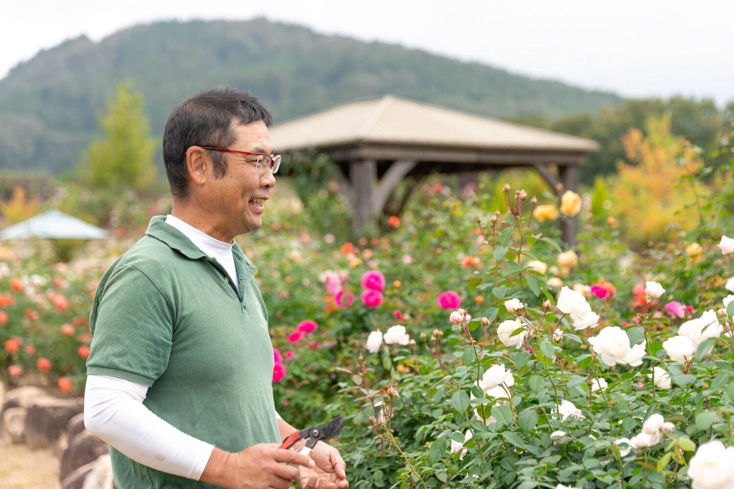 広島・世羅の世羅高原花の森で「秋ローズと花のガーデン」様々なイングリッシュローズや秋の花が開花｜写真11