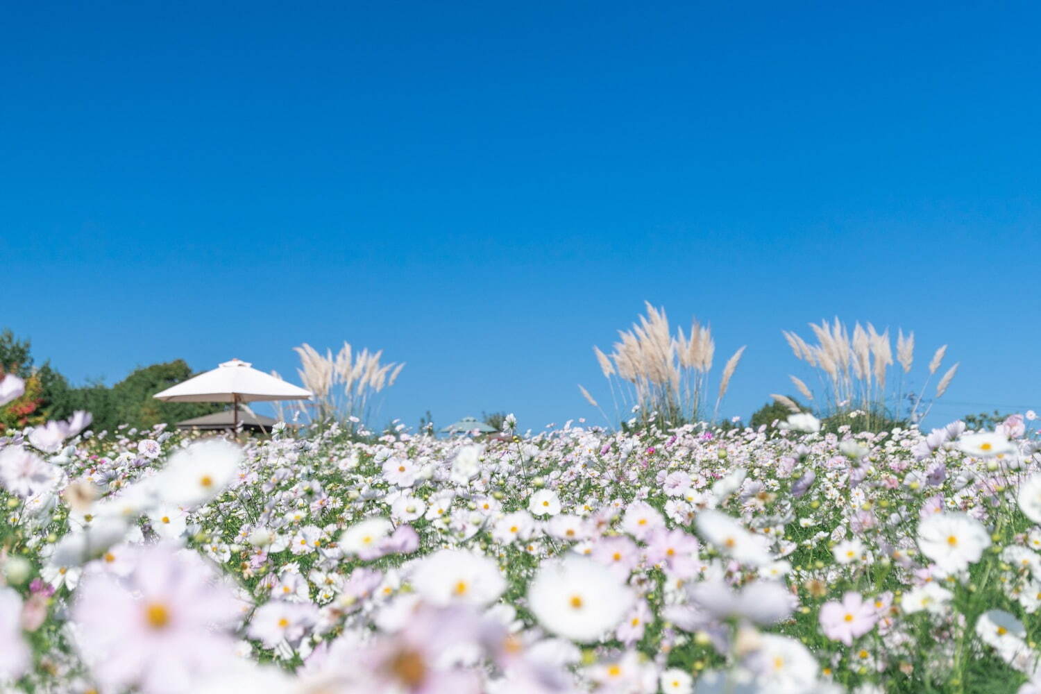 広島・世羅の世羅高原花の森で「秋ローズと花のガーデン」様々なイングリッシュローズや秋の花が開花｜写真2