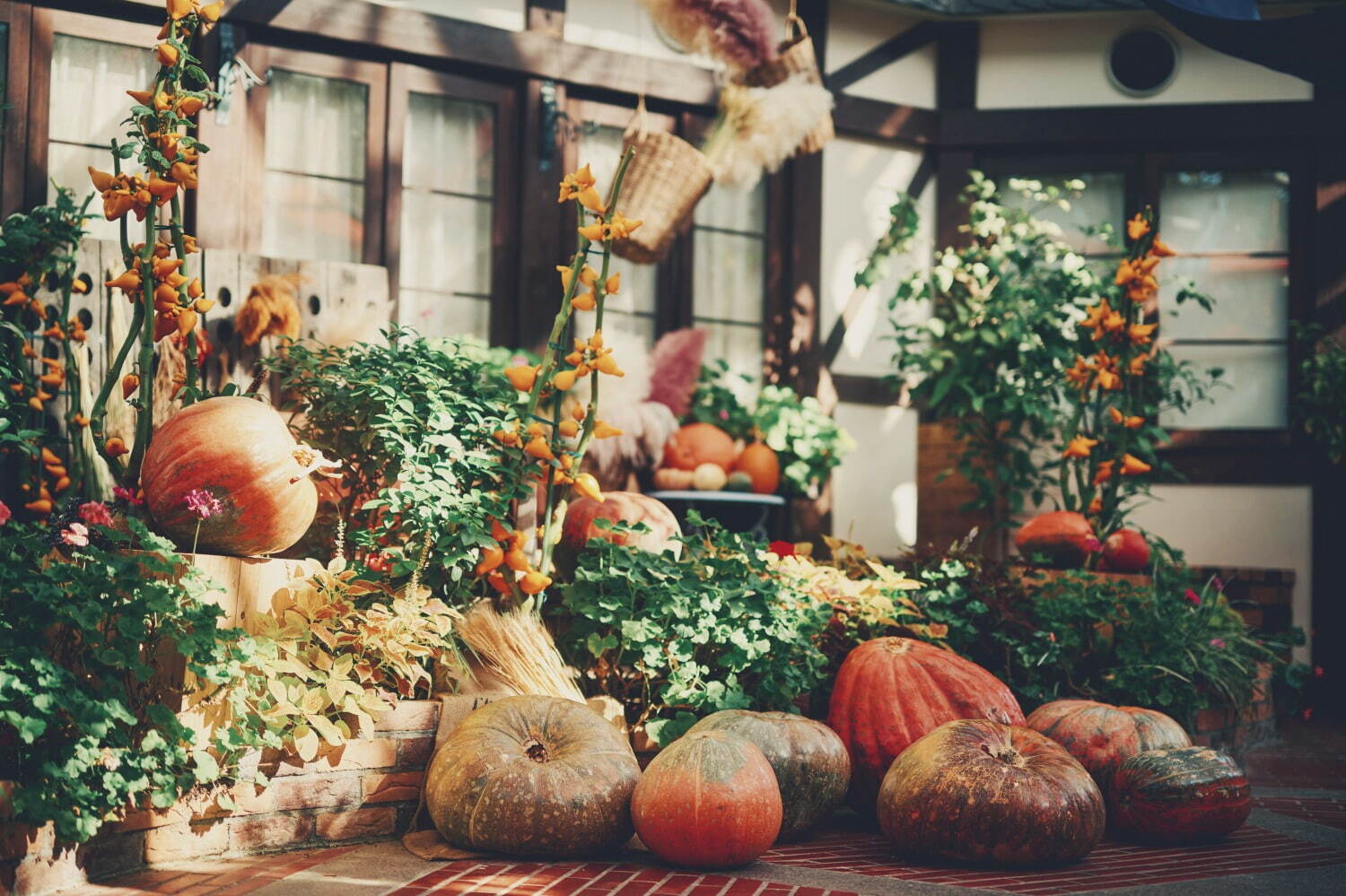 神戸布引ハーブ園「ハロウィンフェア」コキアなど秋の花々、園内にカボチャ＆“秋の収穫物”を装飾｜写真5