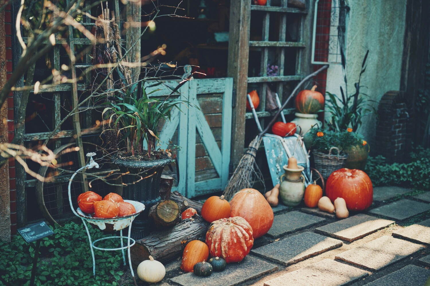 神戸布引ハーブ園「ハロウィンフェア」コキアなど秋の花々、園内にカボチャ＆“秋の収穫物”を装飾｜写真3