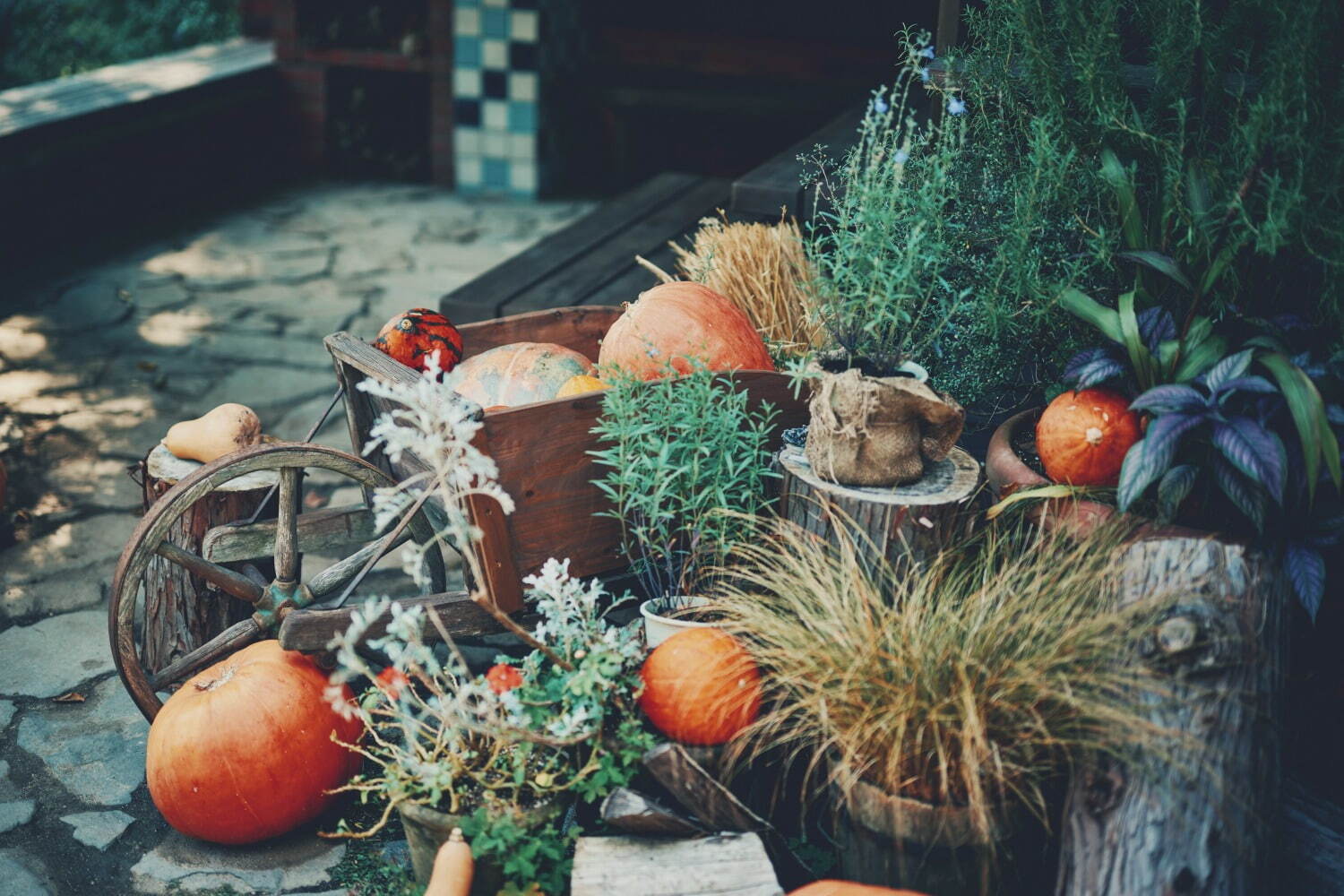 神戸布引ハーブ園「ハロウィンフェア」コキアなど秋の花々、園内にカボチャ＆“秋の収穫物”を装飾｜写真9