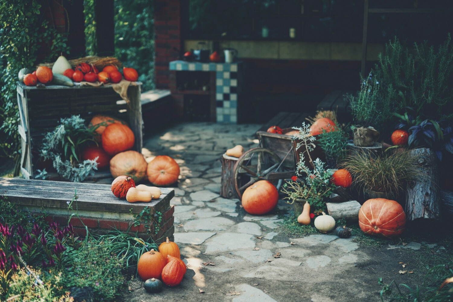 神戸布引ハーブ園「ハロウィンフェア」コキアなど秋の花々、園内にカボチャ＆“秋の収穫物”を装飾｜写真8