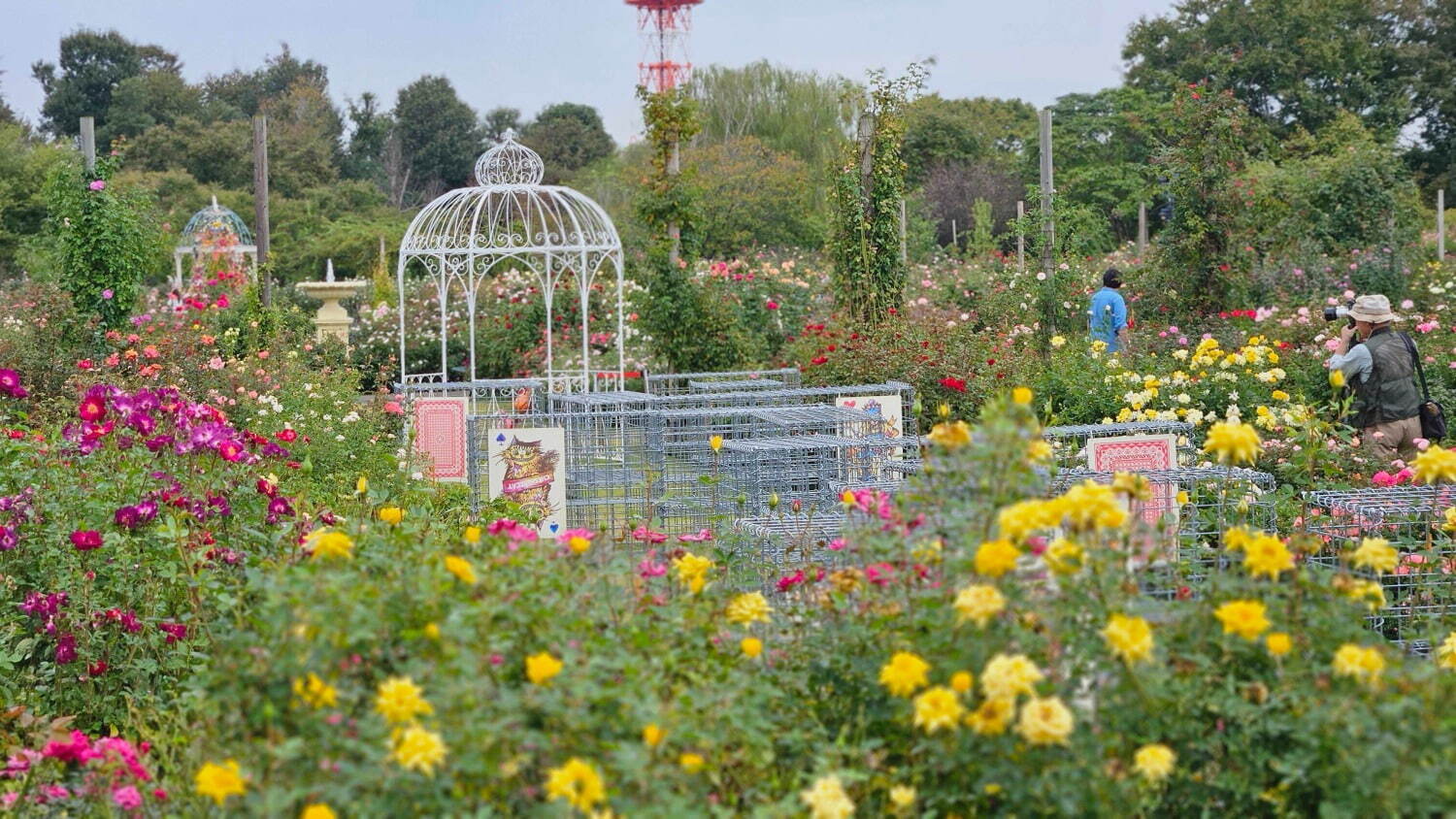 千葉・京成バラ園で「不思議の国のアリス」テーマの秋イベント、香り高い秋バラが開花｜写真32