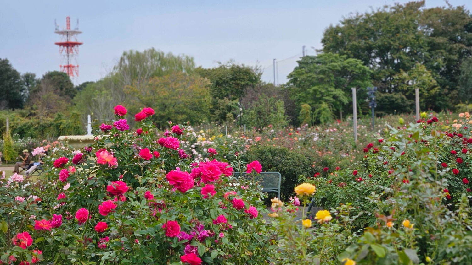 千葉・京成バラ園で「不思議の国のアリス」テーマの秋イベント、香り高い秋バラが開花｜写真28