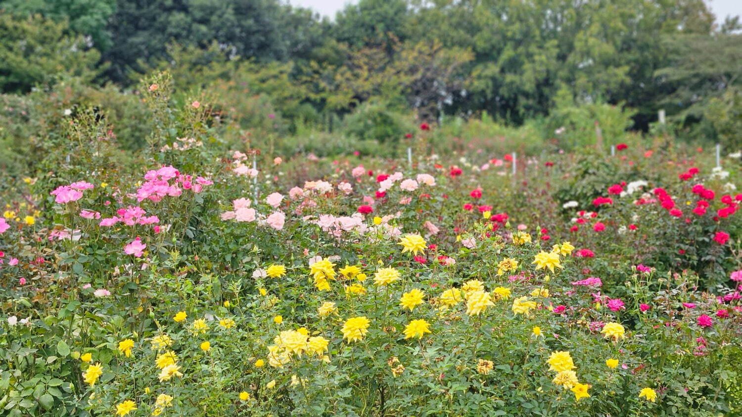 千葉・京成バラ園で「不思議の国のアリス」テーマの秋イベント、香り高い秋バラが開花｜写真34