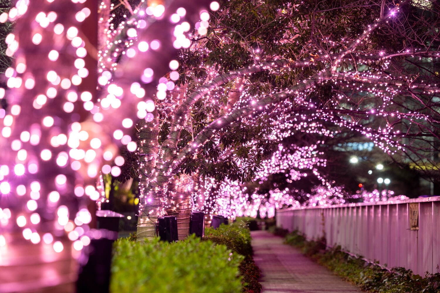 「目黒川みんなのイルミネーション2024」“冬の桜”輝く光の空間、桜色にライトアップ｜写真3