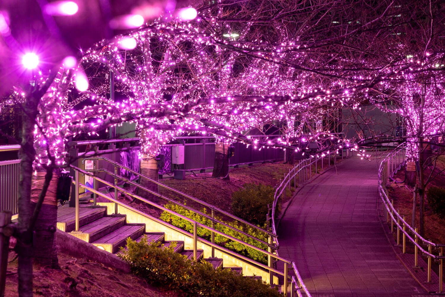 「目黒川みんなのイルミネーション2024」“冬の桜”輝く光の空間、桜色にライトアップ｜写真2