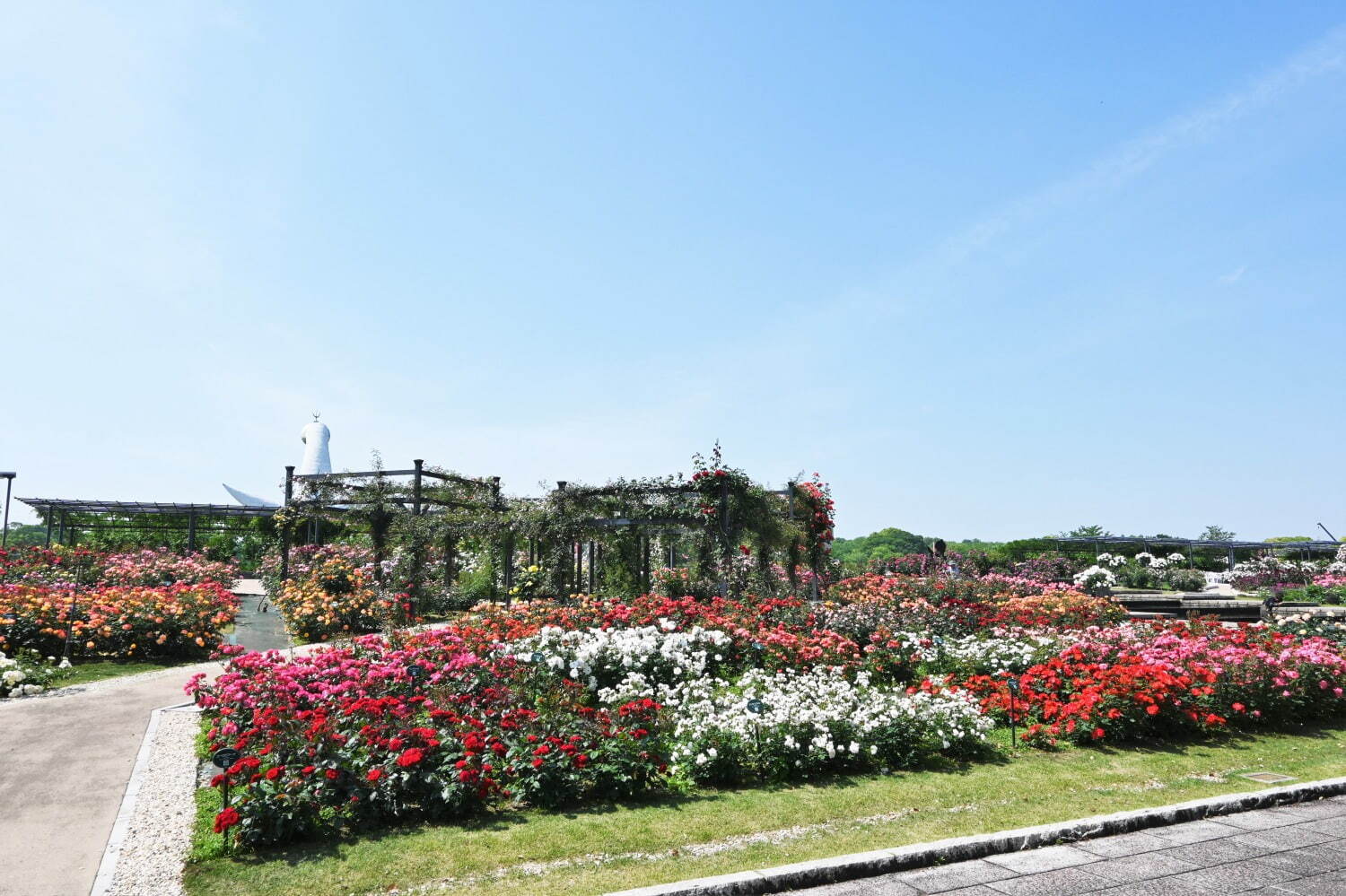 大阪「万博記念公園 秋のローズフェスタ」咲き誇る約2,400株の秋バラ、“花びら”飾ったスイーツも｜写真5