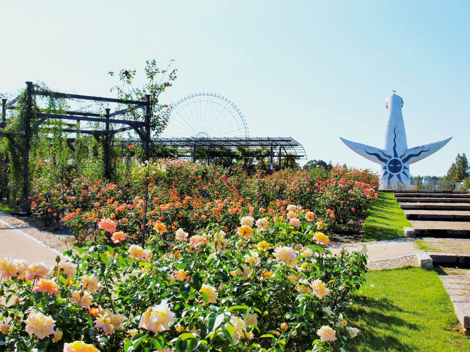 大阪「万博記念公園 秋のローズフェスタ」咲き誇る約2,400株の秋バラ、“花びら”飾ったスイーツも｜写真1