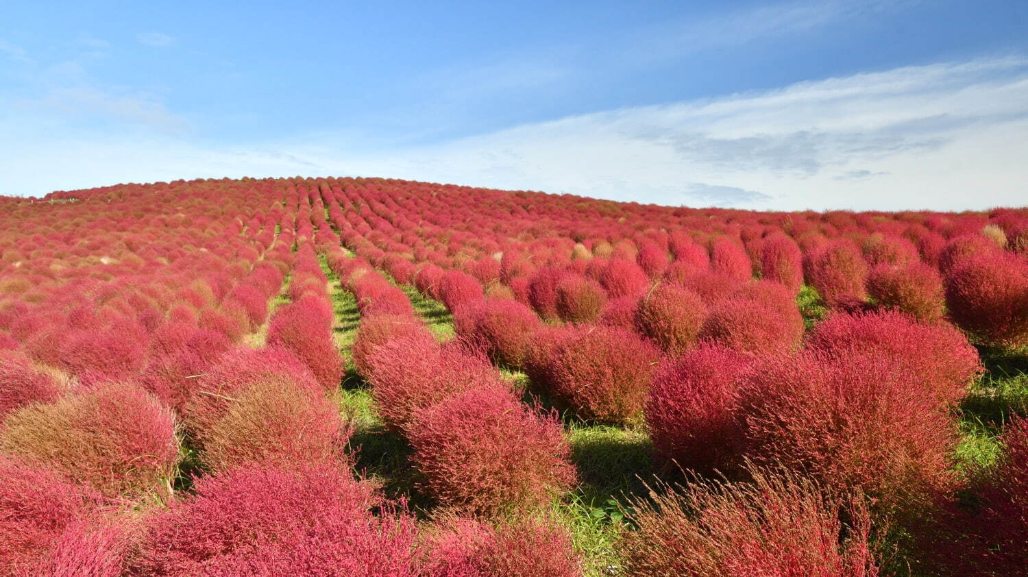 茨城・国営ひたち海浜公園“コキア”の紅葉、丘を真っ赤に染める約4万本｜写真5