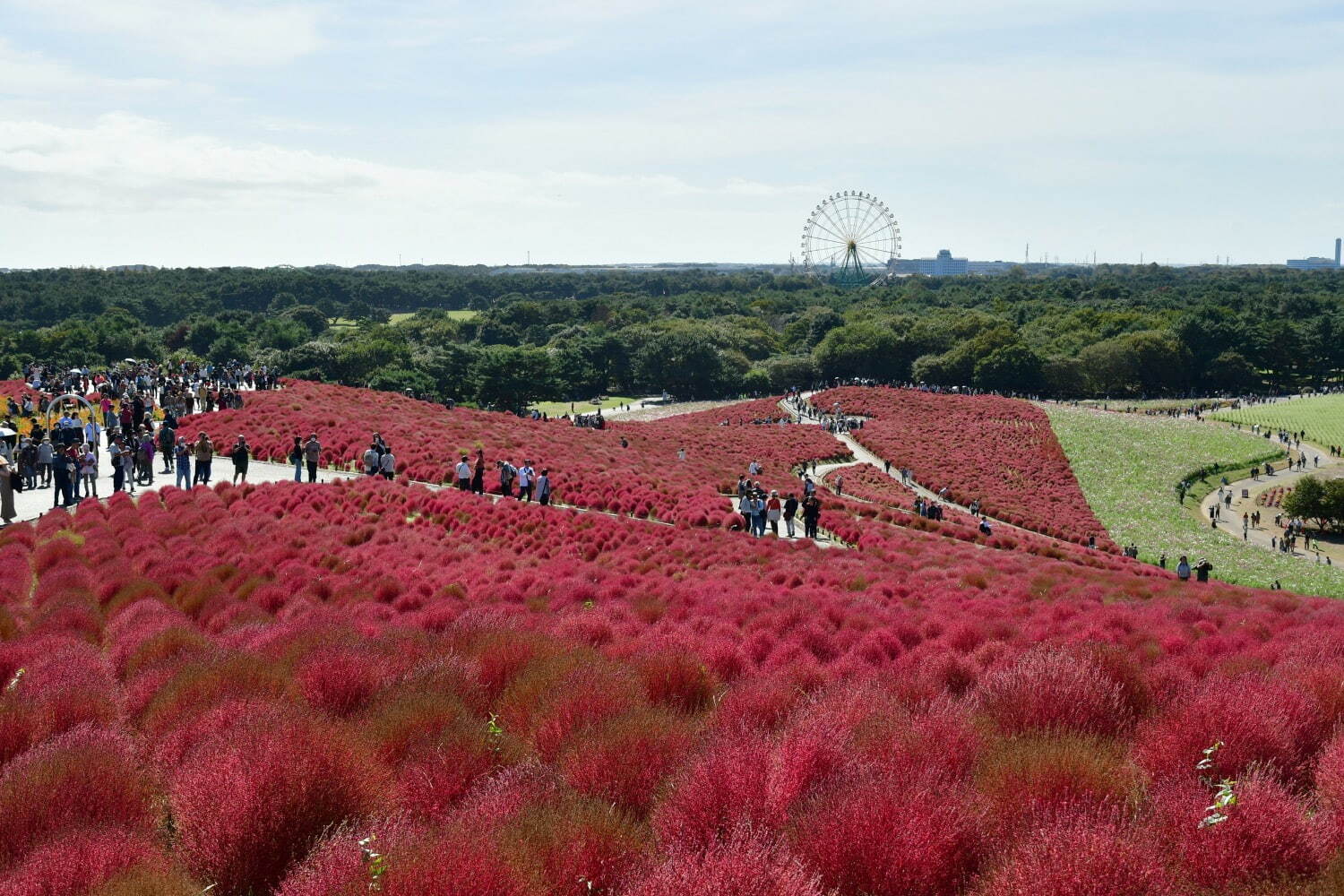 茨城・国営ひたち海浜公園“コキア”の紅葉、丘を真っ赤に染める約4万本｜写真4