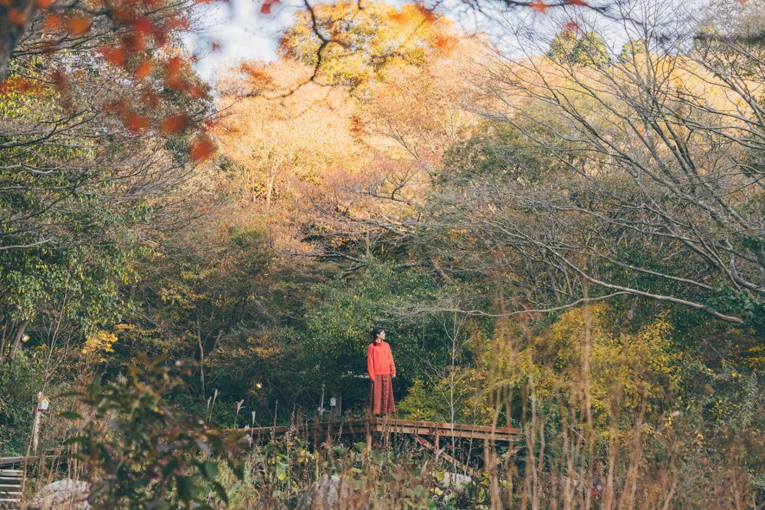 “夜の紅葉ライトアップ”ROKKO森の音ミュージアム＆六甲高山植物園で、土日祝日限定で開催｜写真3