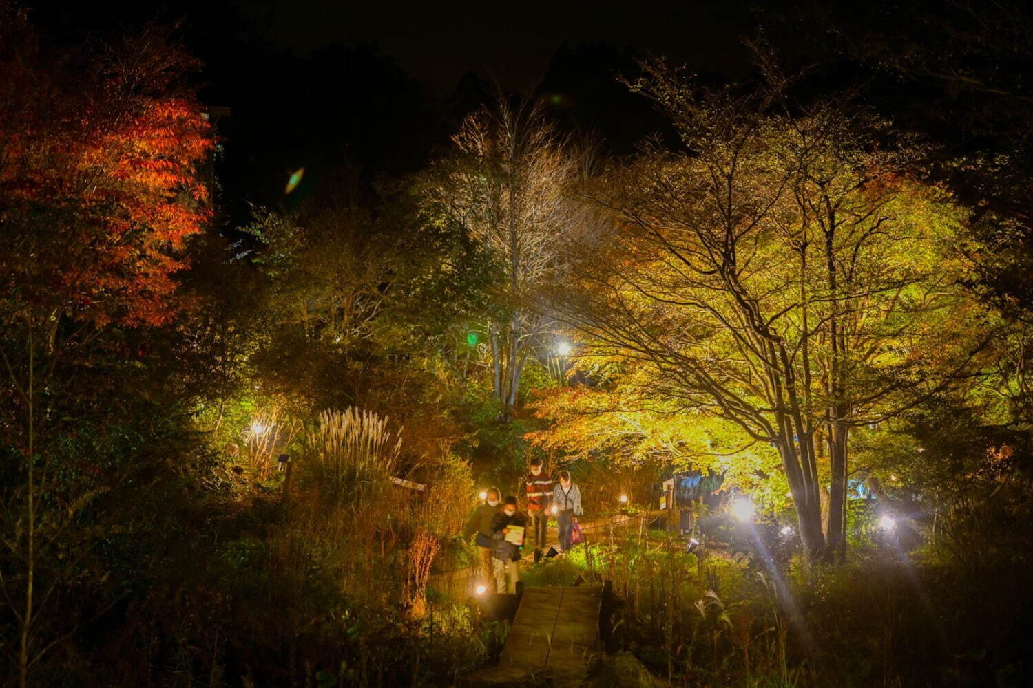 “夜の紅葉ライトアップ”ROKKO森の音ミュージアム＆六甲高山植物園で、土日祝日限定で開催｜写真1