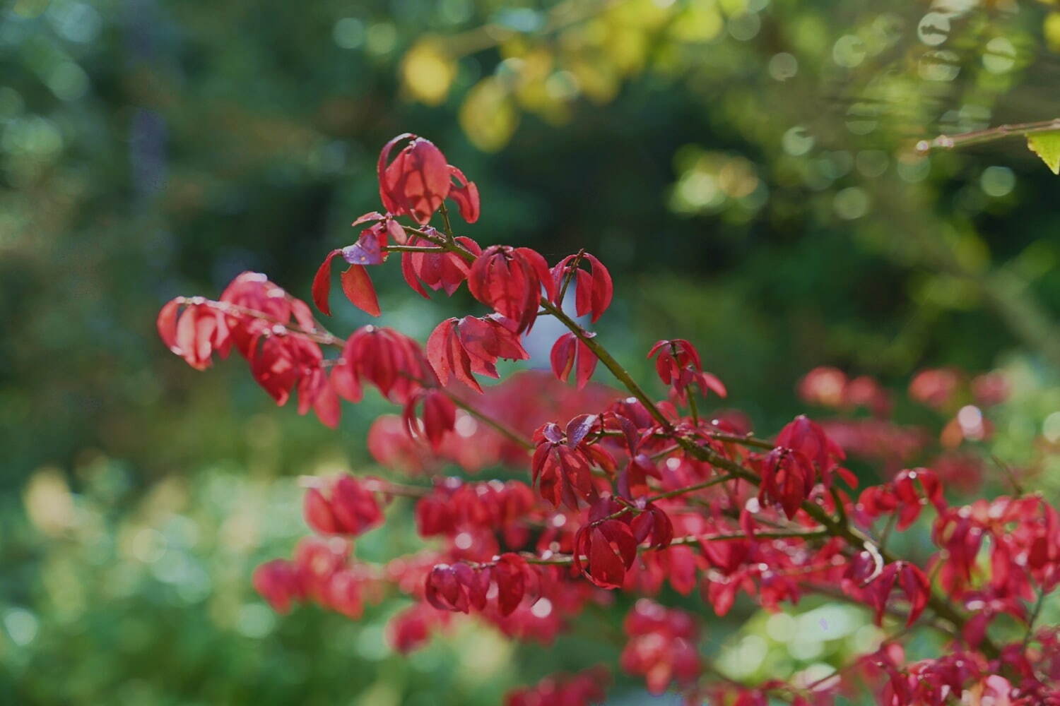 “夜の紅葉ライトアップ”ROKKO森の音ミュージアム＆六甲高山植物園で、土日祝日限定で開催｜写真8