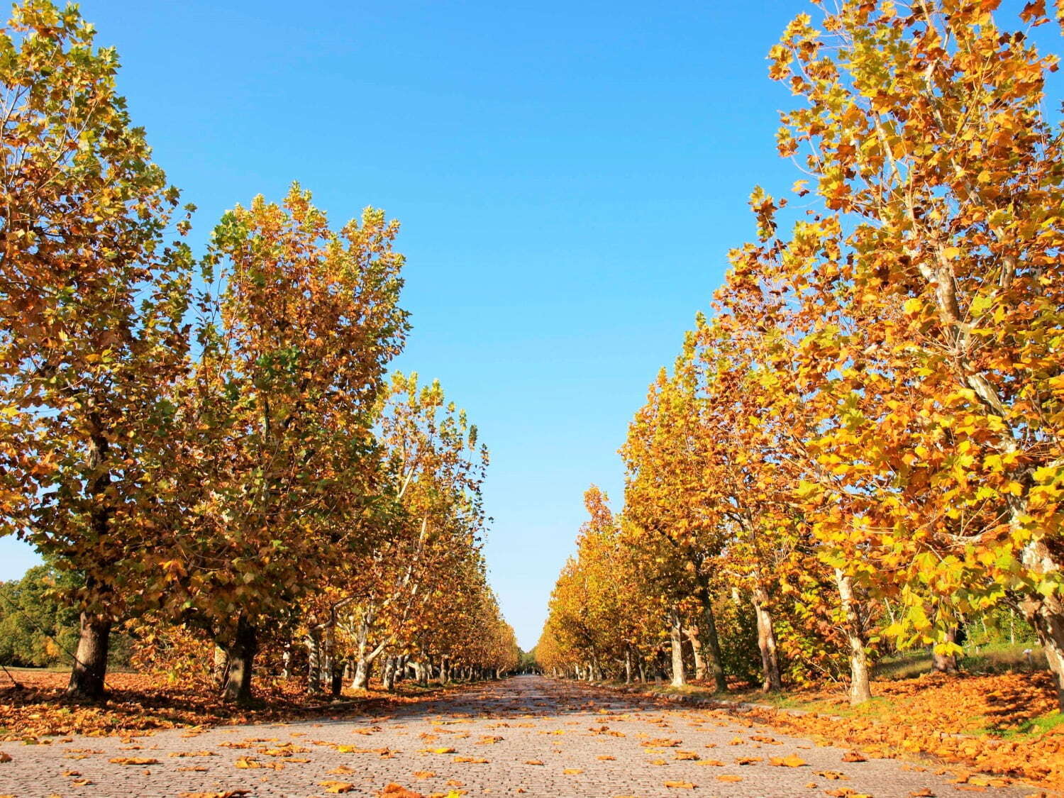 大阪・万博記念公園「紅葉まつり」モミジやイチョウ約1万本の絶景、庭園茶室＆屋台も｜写真5