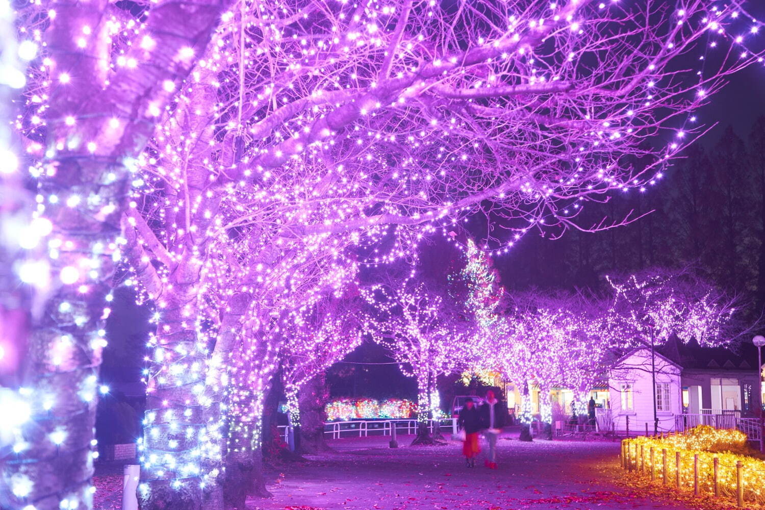 東武動物公園「ウィンターイルミネーション2024-2025」光の桜や動物オブジェのライトアップ｜写真2