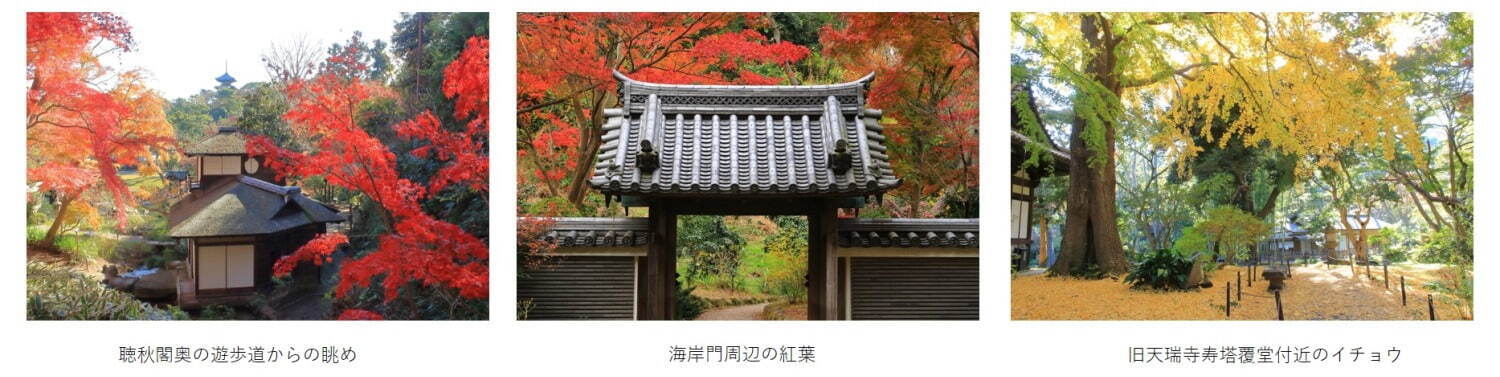 横浜「三溪園」紅葉ライトアップ、”古建築×紅葉”の幻想的な庭園を楽しむ｜写真3