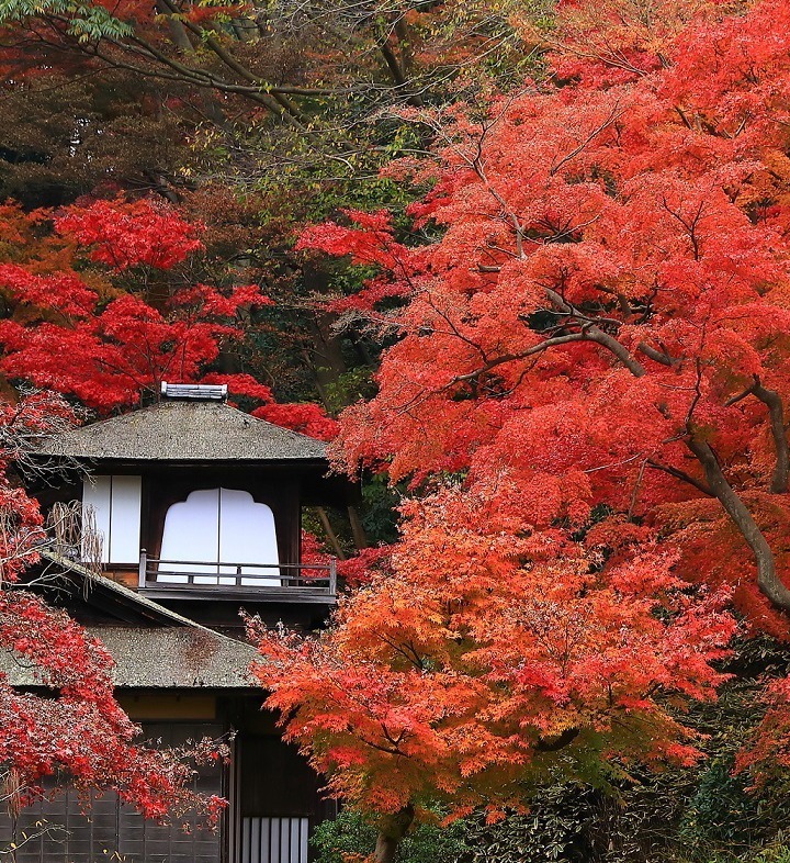 横浜「三溪園」紅葉ライトアップ、”古建築×紅葉”の幻想的な庭園を楽しむ｜写真1