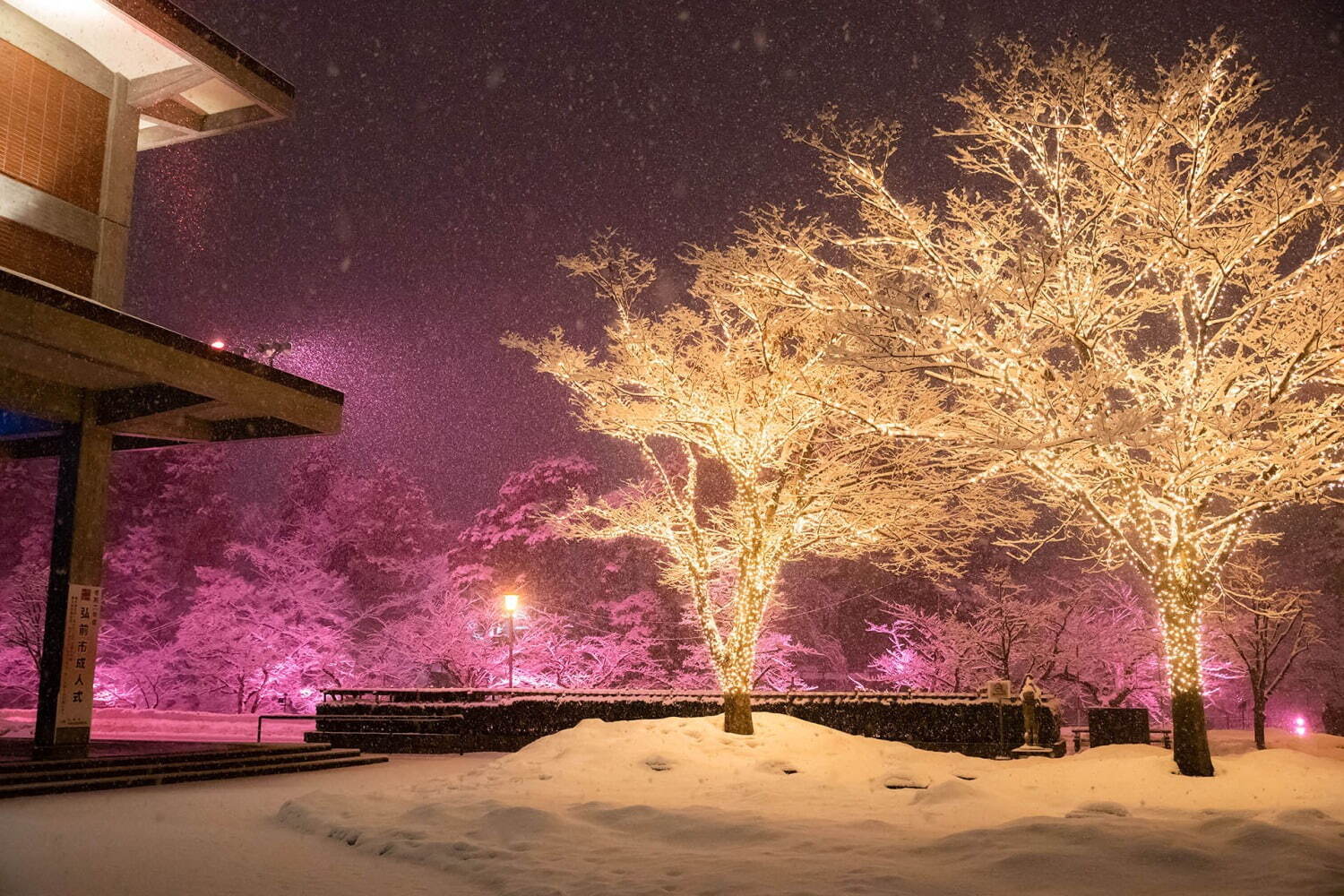 「冬に咲くさくらライトアップ」雪とイルミネーションの幻想的な冬景色、“桜の名所”青森・弘前公園で｜写真3