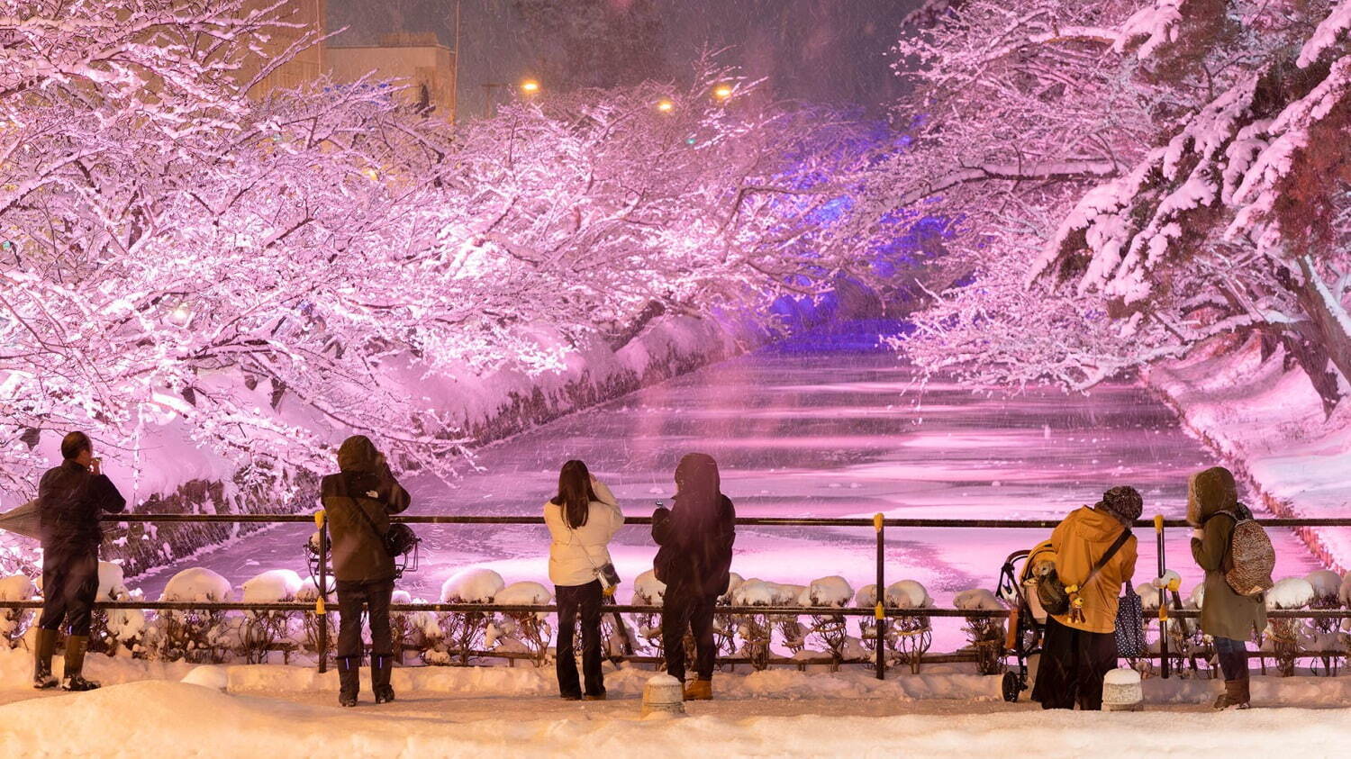 「冬に咲くさくらライトアップ」雪とイルミネーションの幻想的な冬景色、“桜の名所”青森・弘前公園で｜写真4