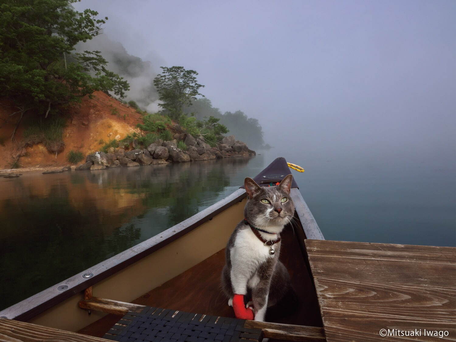 写真展「ご当地ねこ」岩合光昭がとらえた日本全国の“ネコ写真”約140点、大阪・大丸ミュージアムで｜写真3