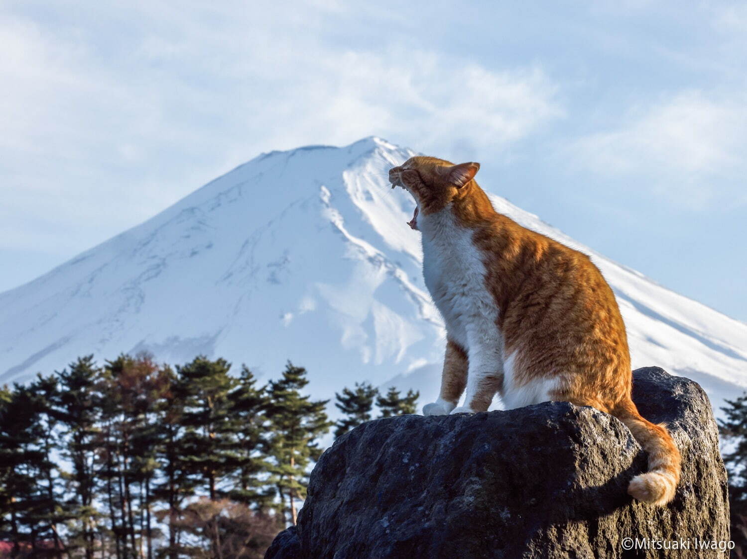 写真展「ご当地ねこ」岩合光昭がとらえた日本全国の“ネコ写真”約140点、大阪・大丸ミュージアムで｜写真2