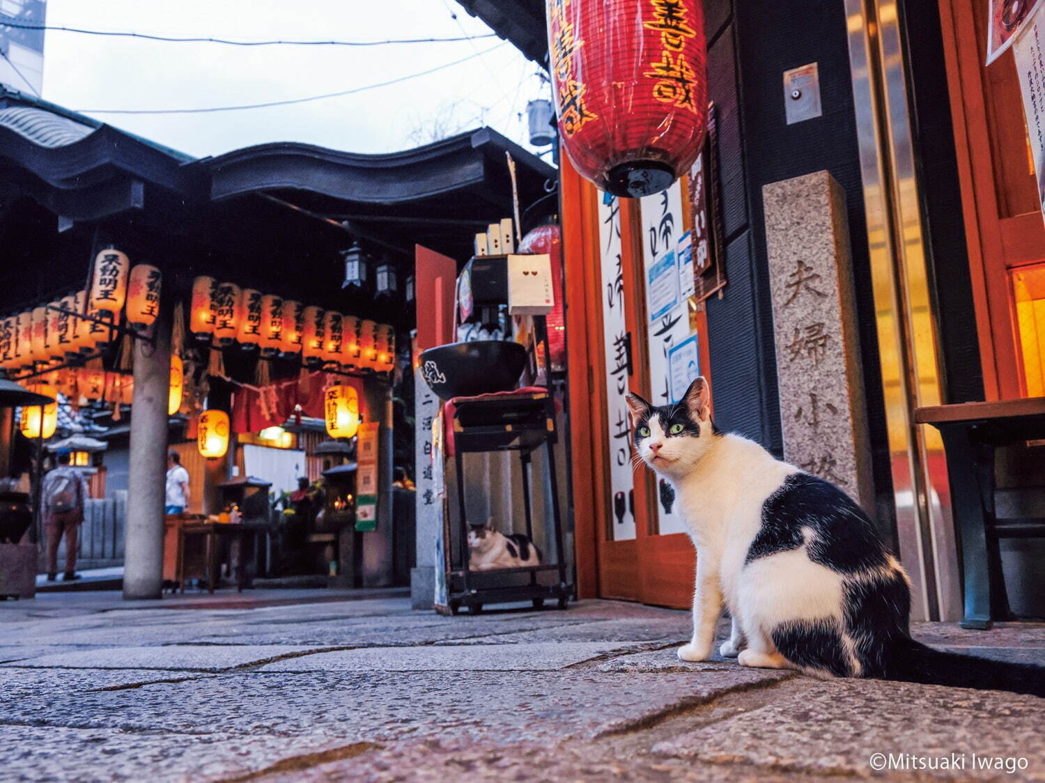 写真展「ご当地ねこ」岩合光昭がとらえた日本全国の“ネコ写真”約140点、大阪・大丸ミュージアムで｜写真4