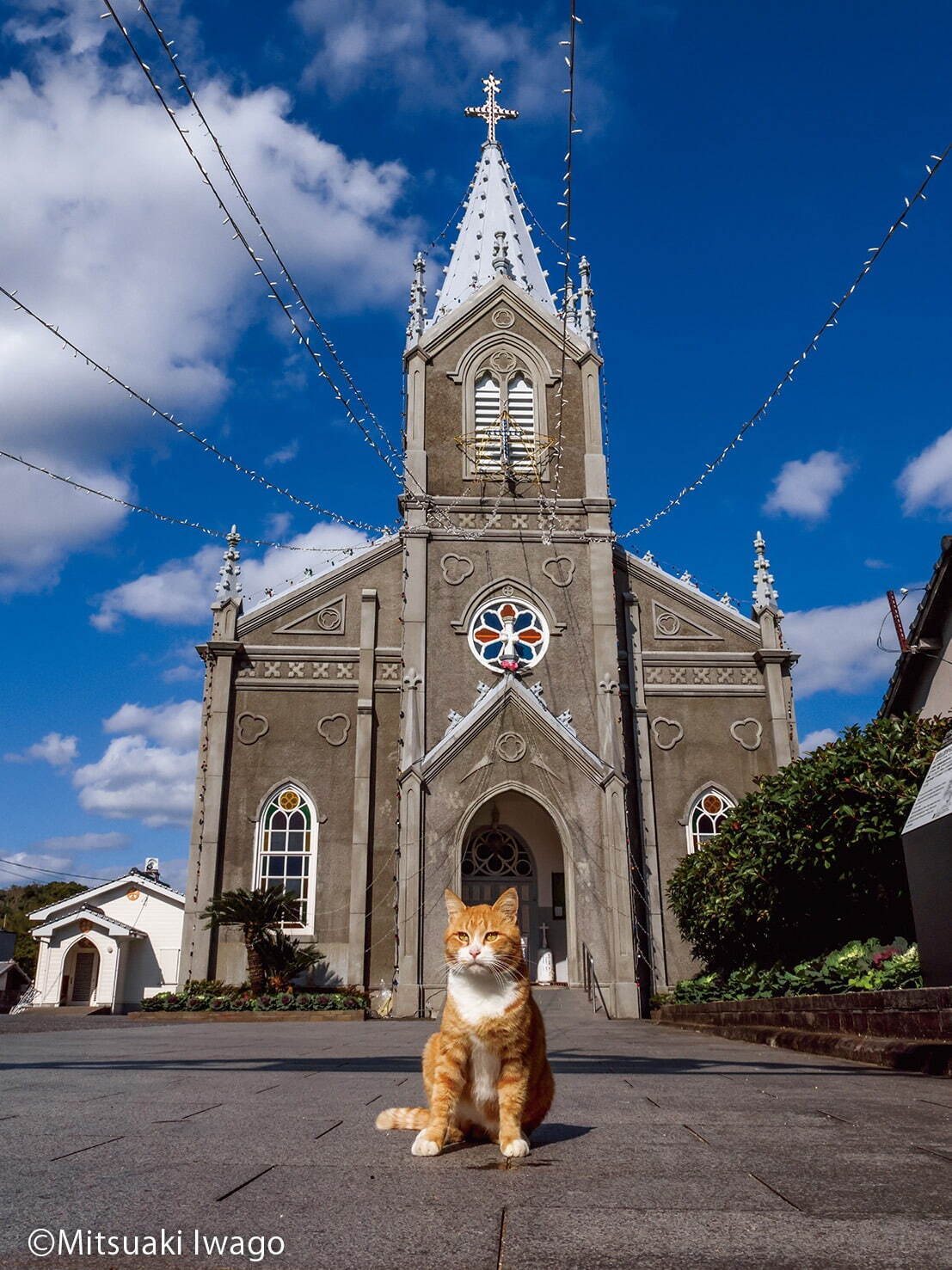 写真展「ご当地ねこ」岩合光昭がとらえた日本全国の“ネコ写真”約140点、大阪・大丸ミュージアムで｜写真5