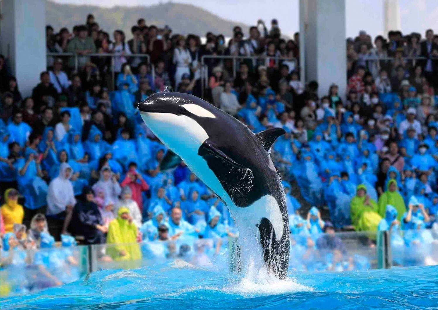 「関東のおすすめ水族館」週末デートや家族のおでかけで行きたいイベント情報も、東京・神奈川・千葉ほか｜写真2