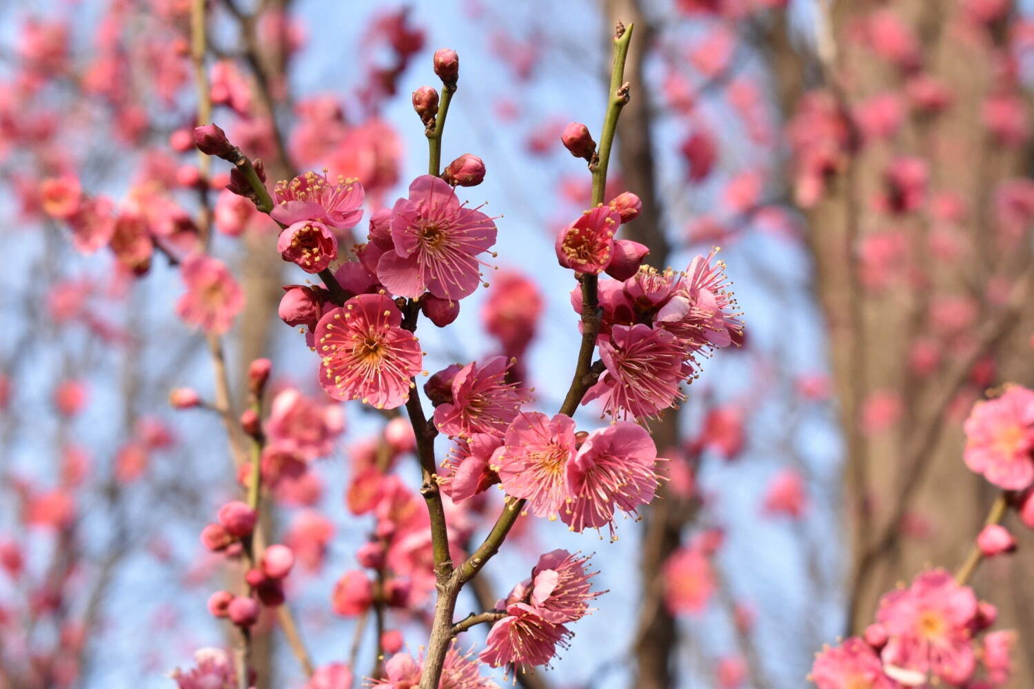 「せたがや梅まつり」約650本の梅が咲き誇る東京・羽根木公園の花見イベント、“梅”グルメの売店も｜写真1