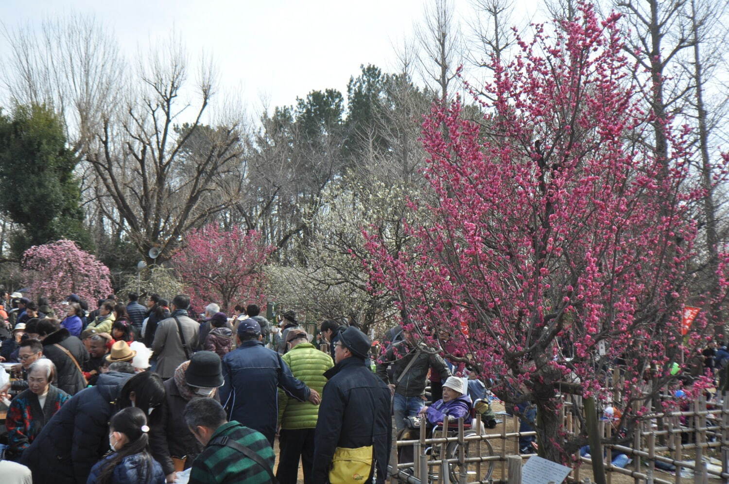 「せたがや梅まつり」約650本の梅が咲き誇る東京・羽根木公園の花見イベント、“梅”グルメの売店も｜写真3