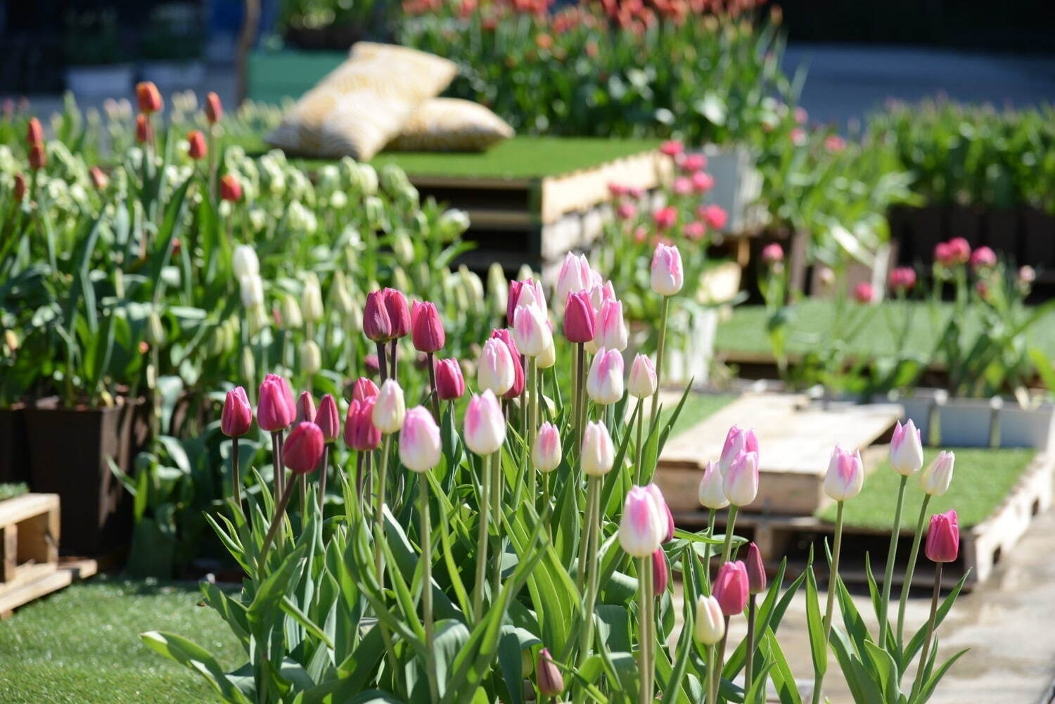 「お花見イベント2025」東京・大阪ほか、旅行やデートで訪れたい“満開”おすすめ絶景スポット｜写真5