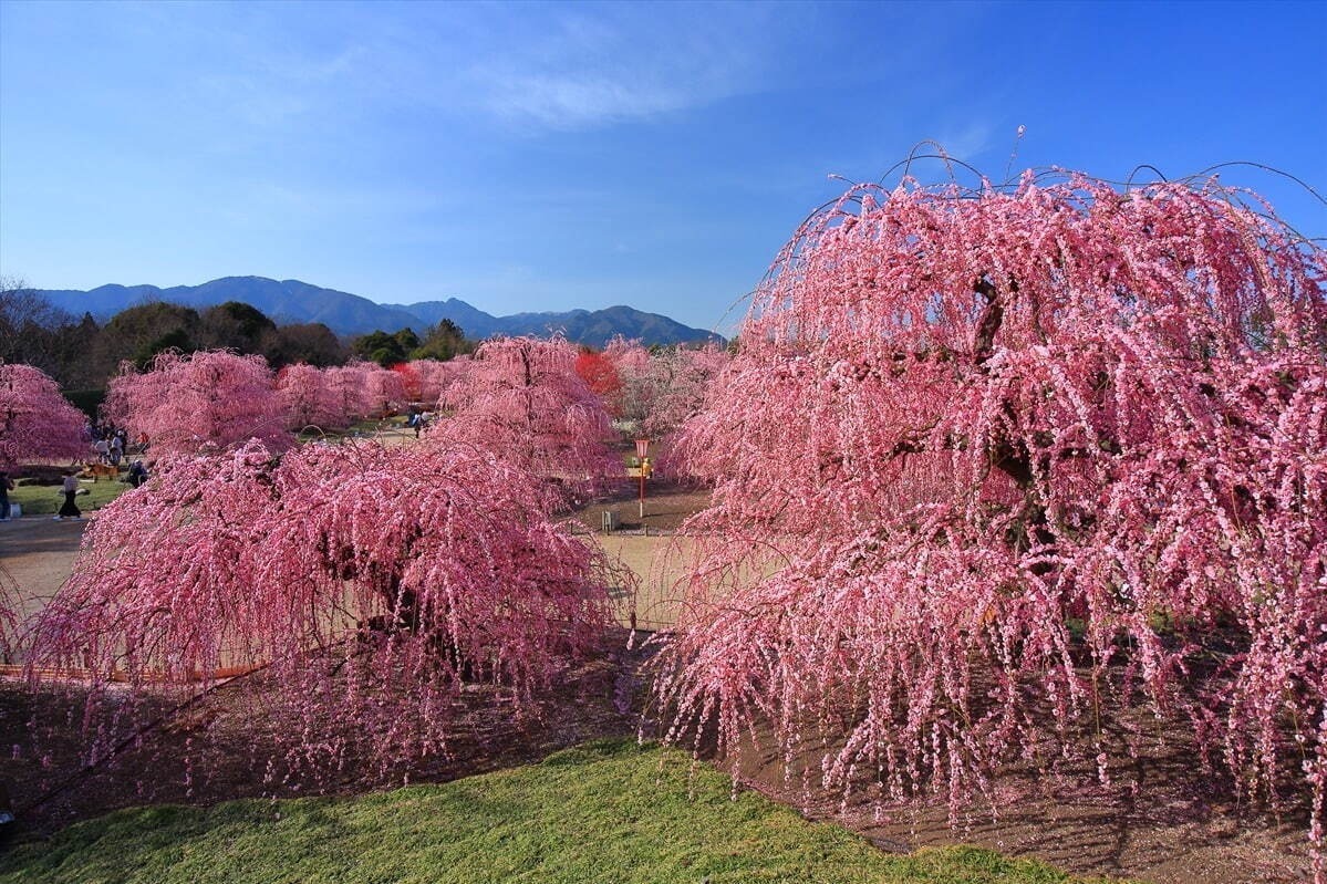 「お花見イベント2025」東京・大阪・福岡ほか、開花時期の桜祭りなどおすすめ観光スポット｜写真14