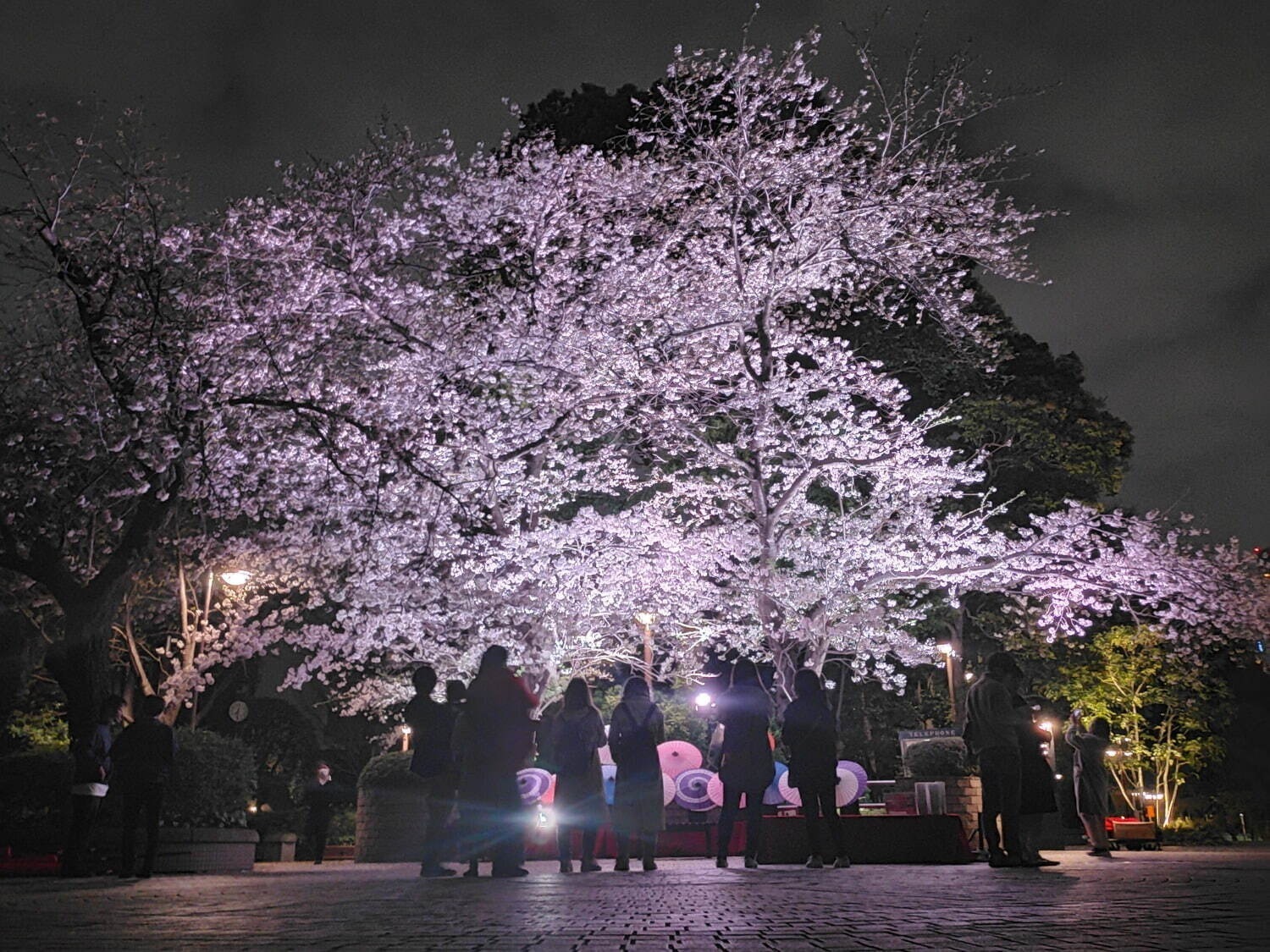 「お花見イベント2025」東京・大阪・福岡ほか、開花時期の桜祭りなどおすすめ観光スポット｜写真31