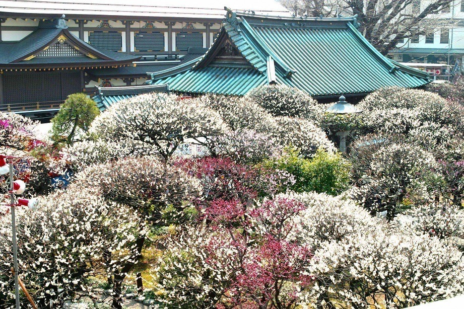 「お花見イベント2025」東京・大阪・福岡ほか、開花時期の桜祭りなどおすすめ観光スポット｜写真21