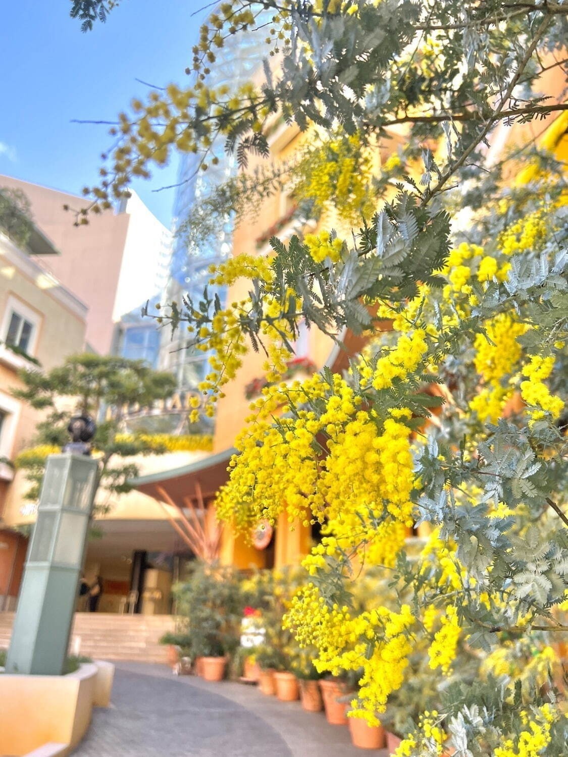 「お花見イベント2025」東京・大阪・福岡ほか、開花時期の桜祭りなどおすすめ観光スポット｜写真14