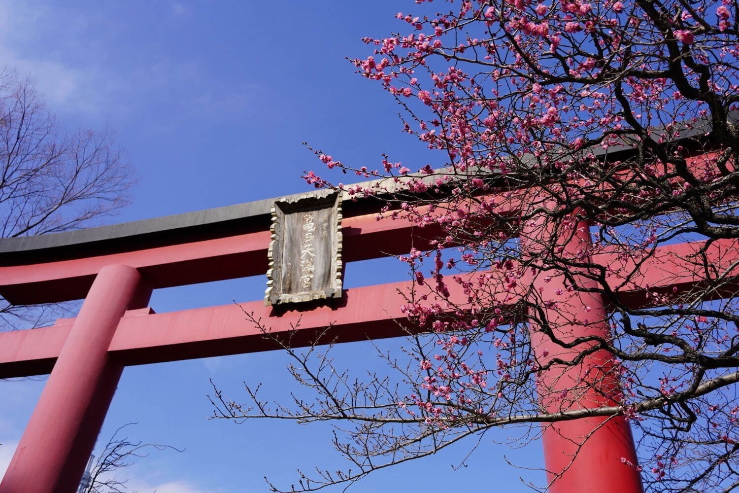 「お花見イベント2025」東京・大阪・福岡ほか、開花時期の桜祭りなどおすすめ観光スポット｜写真10