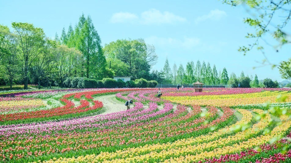 「お花見イベント2025」東京・大阪・福岡ほか、開花時期の桜祭りなどおすすめ観光スポット｜写真20